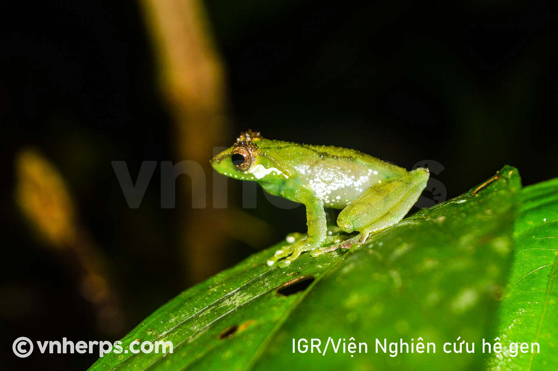 Gracixalus gracilipes